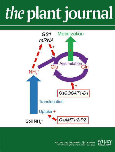 lv xinmin|A long non‐coding apple RNA, MSTRG.85814.11, acts as a .